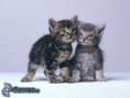 /album/fotogaleria/obrazky-4ever-sk-macka-zvieram-cici-6536667-jpg/